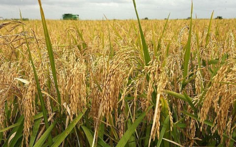 Giá lúa gạo hôm nay ngày 16/10: Giá lúa đi ngang, giá gạo xuất khẩu ổn định